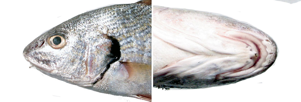 Umbrina cirrosa_07.jpg